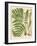 Botanical Ferns II-N. Harbick-Framed Art Print