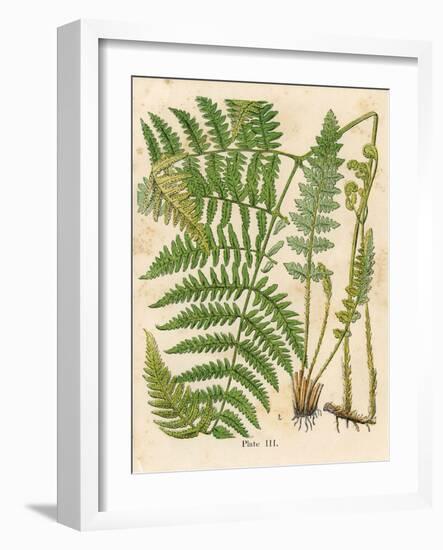 Botanical Ferns II-N. Harbick-Framed Art Print