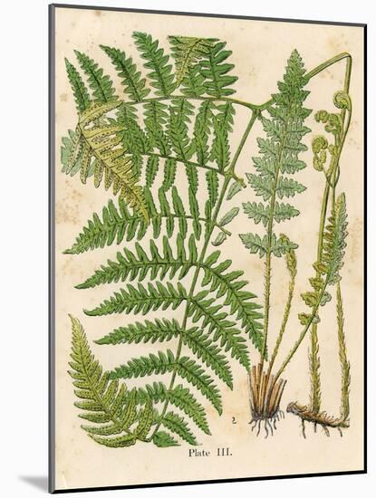 Botanical Ferns II-N. Harbick-Mounted Art Print