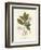 Botanical Gardenia v2-Wild Apple Portfolio-Framed Premium Giclee Print