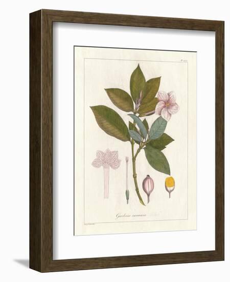 Botanical Gardenia v2-Wild Apple Portfolio-Framed Premium Giclee Print