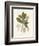 Botanical Gardenia v2-Wild Apple Portfolio-Framed Premium Giclee Print