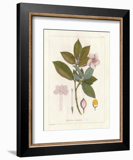 Botanical Gardenia v2-Wild Apple Portfolio-Framed Premium Giclee Print