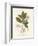 Botanical Gardenia v2-Wild Apple Portfolio-Framed Premium Giclee Print