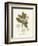 Botanical Gardenia v2-Wild Apple Portfolio-Framed Premium Giclee Print