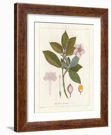 Botanical Gardenia v2-Wild Apple Portfolio-Framed Art Print