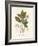 Botanical Gardenia v2-Wild Apple Portfolio-Framed Art Print