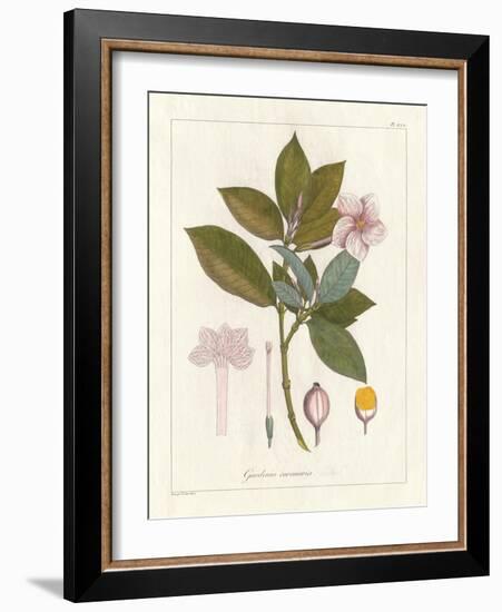 Botanical Gardenia v2-Wild Apple Portfolio-Framed Art Print