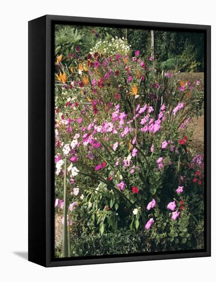 Botanical Gardens, Funchal, Madeira, Portugal-Peter Thompson-Framed Premier Image Canvas