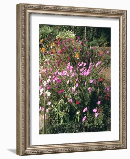 Botanical Gardens, Funchal, Madeira, Portugal-Peter Thompson-Framed Photographic Print