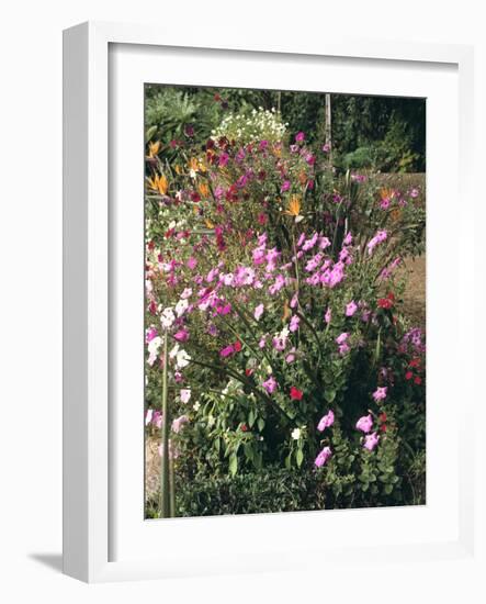 Botanical Gardens, Funchal, Madeira, Portugal-Peter Thompson-Framed Photographic Print