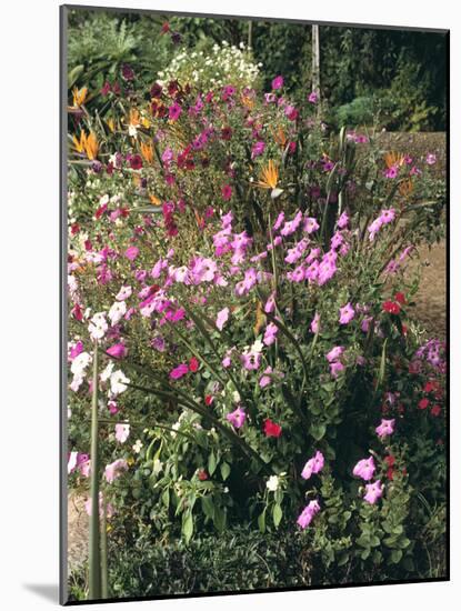 Botanical Gardens, Funchal, Madeira, Portugal-Peter Thompson-Mounted Photographic Print