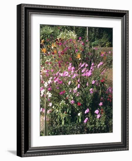 Botanical Gardens, Funchal, Madeira, Portugal-Peter Thompson-Framed Photographic Print