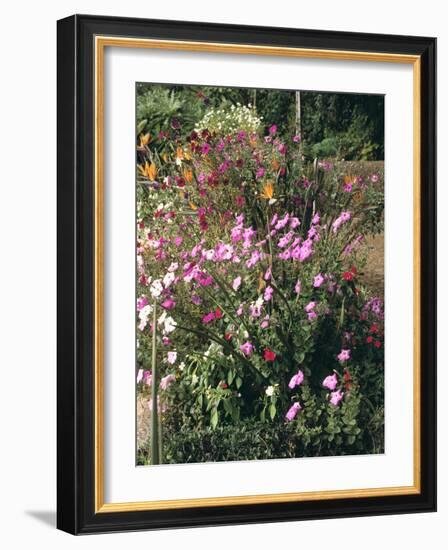 Botanical Gardens, Funchal, Madeira, Portugal-Peter Thompson-Framed Photographic Print