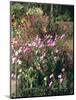 Botanical Gardens, Funchal, Madeira, Portugal-Peter Thompson-Mounted Photographic Print