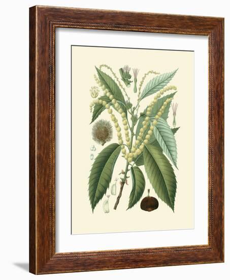 Botanical Glory II-Vision Studio-Framed Art Print