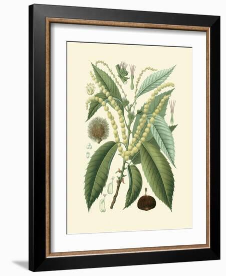 Botanical Glory II-Vision Studio-Framed Art Print