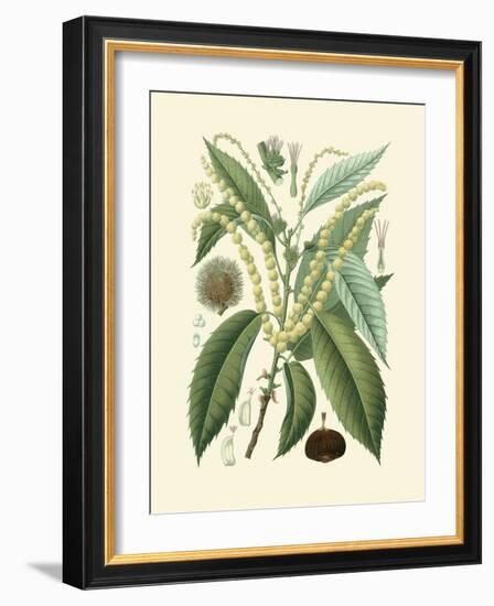 Botanical Glory II-Vision Studio-Framed Art Print