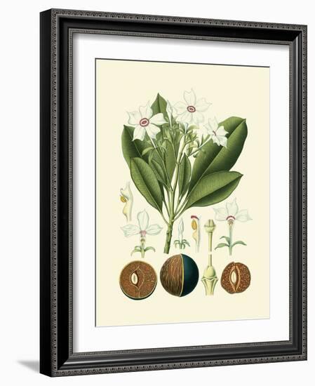 Botanical Glory IV-Vision Studio-Framed Art Print