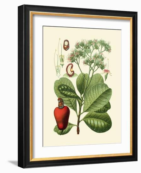 Botanical Glory V-Vision Studio-Framed Art Print