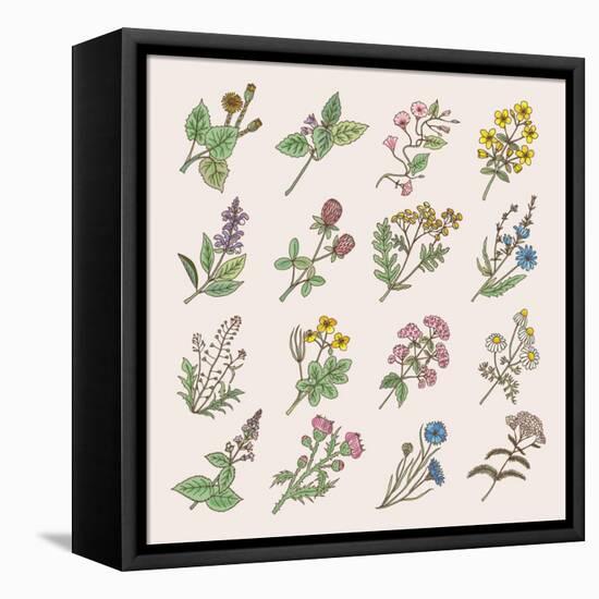 Botanical Herbs and Flowers. Hand Drawing Pictures Isolate on White Background. Botanical Flower Bl-ONYXprj-Framed Stretched Canvas