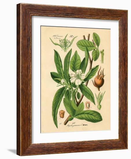 Botanical I-N. Harbick-Framed Art Print