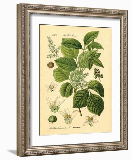 Botanical II-N. Harbick-Framed Art Print