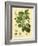 Botanical II-N. Harbick-Framed Art Print