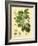 Botanical II-N. Harbick-Framed Art Print