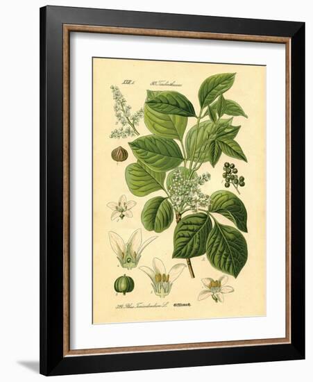 Botanical II-N. Harbick-Framed Art Print