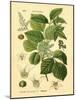 Botanical II-N. Harbick-Mounted Art Print