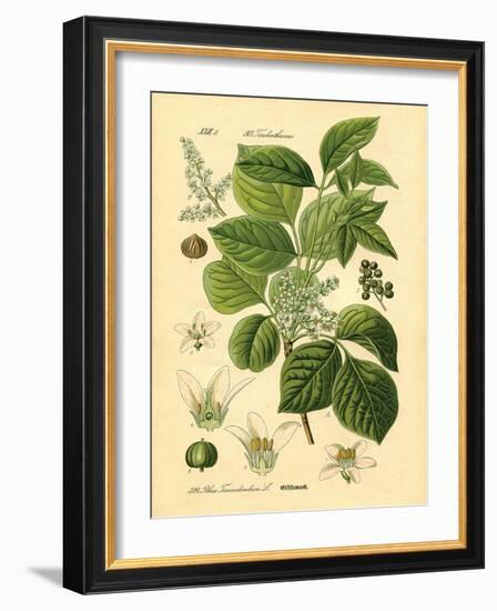 Botanical II-N. Harbick-Framed Art Print