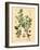 Botanical III-N. Harbick-Framed Art Print