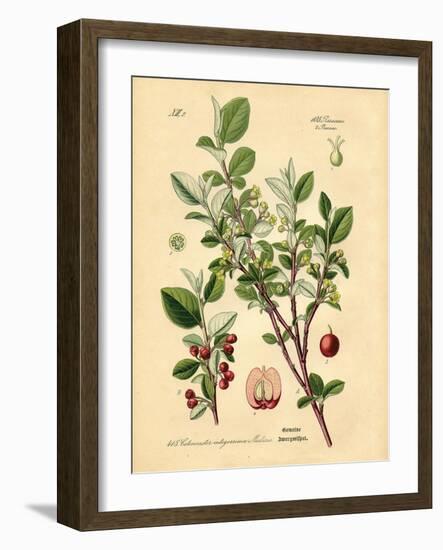 Botanical III-N. Harbick-Framed Art Print