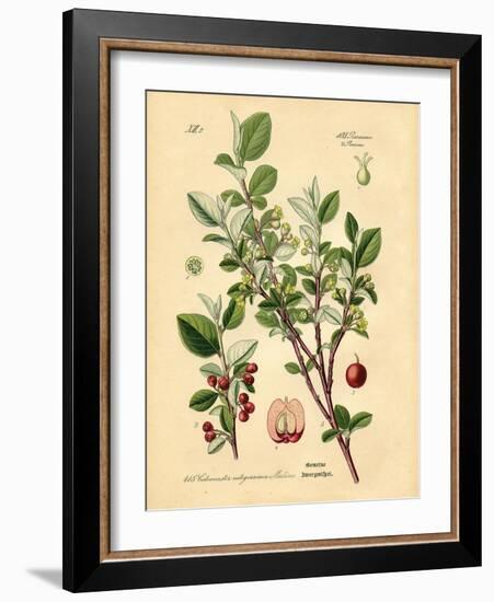 Botanical III-N. Harbick-Framed Art Print