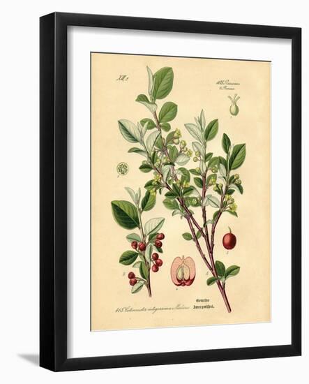 Botanical III-N. Harbick-Framed Art Print