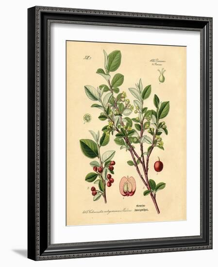 Botanical III-N. Harbick-Framed Art Print