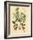 Botanical III-N. Harbick-Framed Art Print