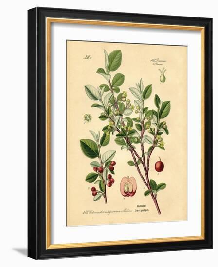 Botanical III-N. Harbick-Framed Art Print