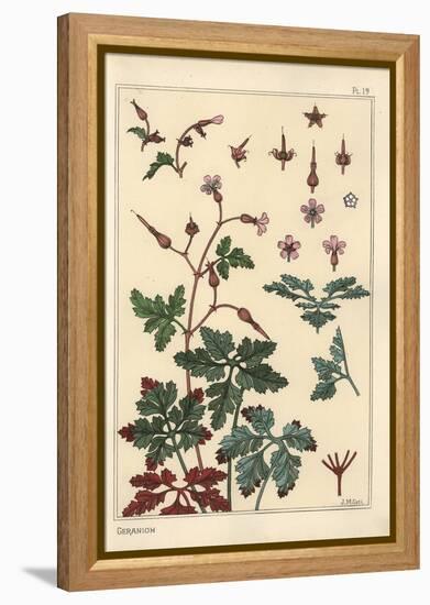 Botanical Illustration of a Geranium Flower, Petals, Leaves, 1897 (Lithograph)-Eugene Grasset-Framed Premier Image Canvas