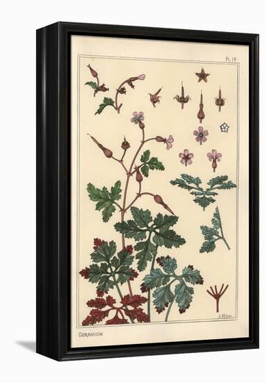 Botanical Illustration of a Geranium Flower, Petals, Leaves, 1897 (Lithograph)-Eugene Grasset-Framed Premier Image Canvas