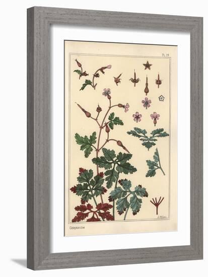 Botanical Illustration of a Geranium Flower, Petals, Leaves, 1897 (Lithograph)-Eugene Grasset-Framed Giclee Print