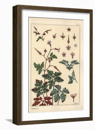 Botanical Illustration of a Geranium Flower, Petals, Leaves, 1897 (Lithograph)-Eugene Grasset-Framed Giclee Print