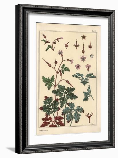 Botanical Illustration of a Geranium Flower, Petals, Leaves, 1897 (Lithograph)-Eugene Grasset-Framed Giclee Print