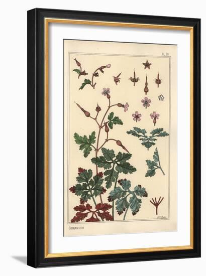 Botanical Illustration of a Geranium Flower, Petals, Leaves, 1897 (Lithograph)-Eugene Grasset-Framed Giclee Print