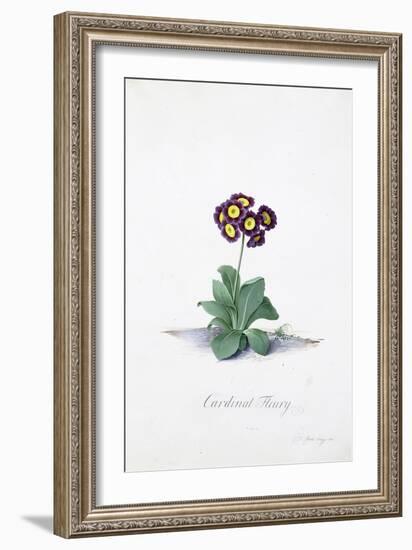 Botanical Illustration of a Primula: Cardinal Fleury-Georg Dionysius Ehret-Framed Giclee Print