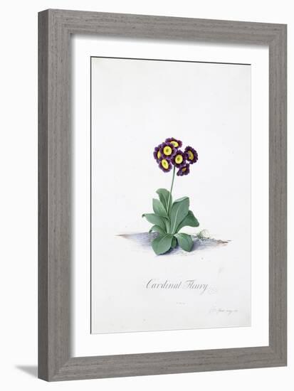 Botanical Illustration of a Primula: Cardinal Fleury-Georg Dionysius Ehret-Framed Giclee Print