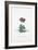 Botanical Illustration of a Primula: Cardinal Fleury-Georg Dionysius Ehret-Framed Giclee Print