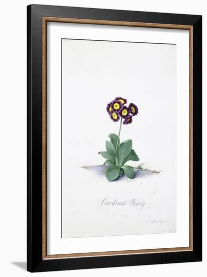 Botanical Illustration of a Primula: Cardinal Fleury-Georg Dionysius Ehret-Framed Giclee Print