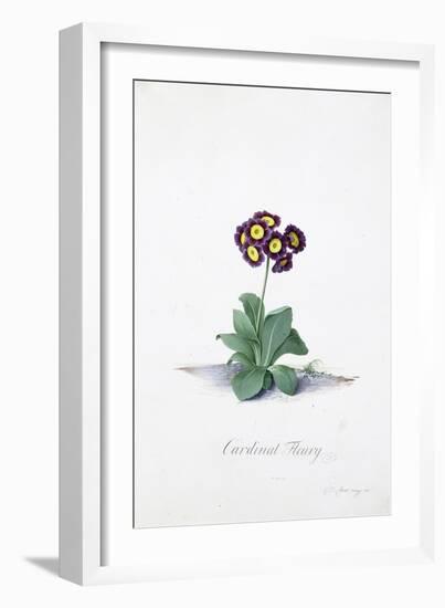 Botanical Illustration of a Primula: Cardinal Fleury-Georg Dionysius Ehret-Framed Giclee Print